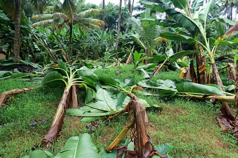 Yellow alert in 11 districts; Less rainfall expected today in Kerala