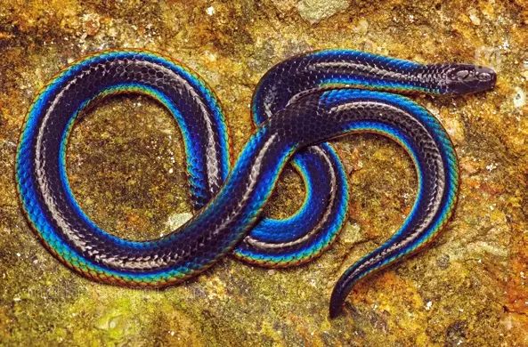 Rare rainbow-coloured snake captured by Mridula Murali