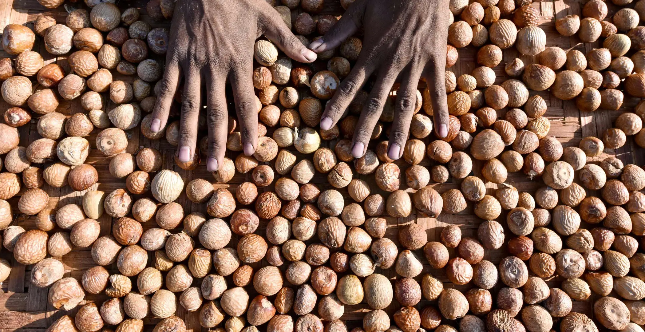 Areca nut | Photo: AFP