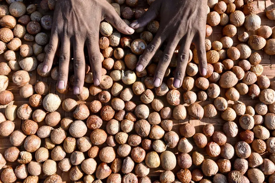Areca nut price to touch Rs 500 per kg soon