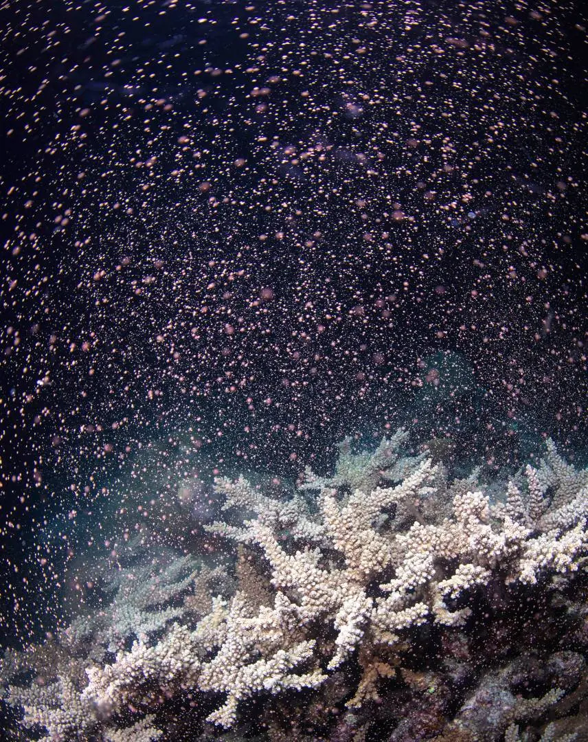 CORALS