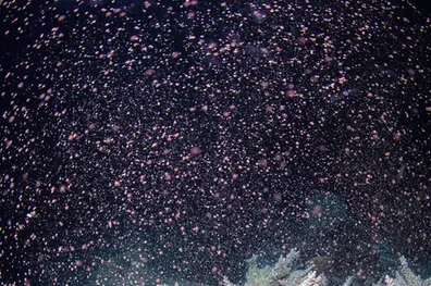 Australia’s Barrier Reef erupts in color as corals spawn