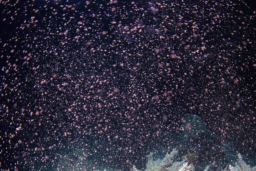 Australia’s Barrier Reef erupts in color as corals spawn