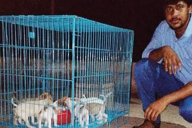 Sanoop takes care of 29 puppies found in a canal