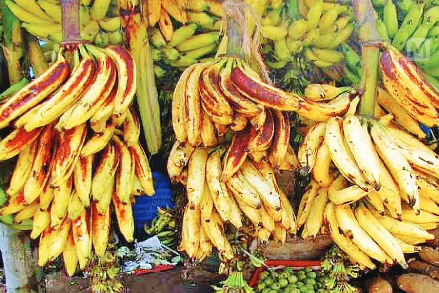 Soil quality increased value of Chengalikodan bananas