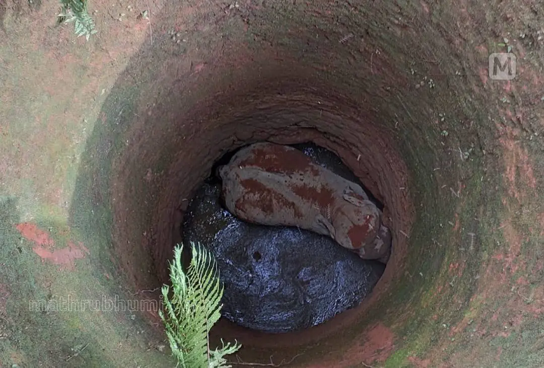 Elephant that fell inside the well | Photo: Rahul RG| Mathrubhumi