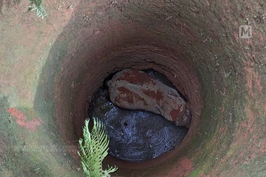 Wild elephant that fell inside well in Kozhikode rescued after 14 hours