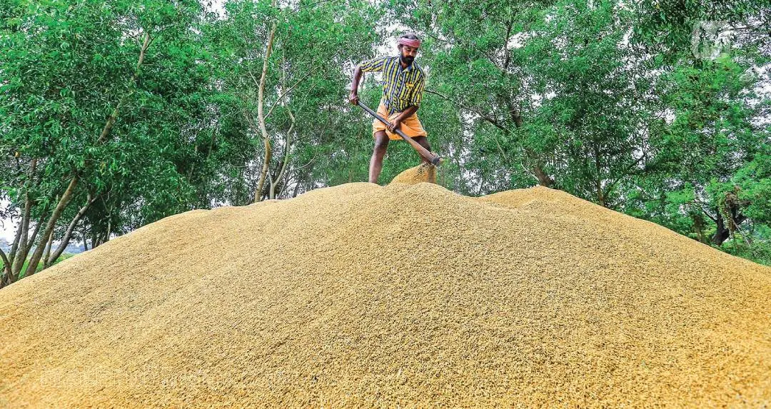 Paddy | Photo: Mathrubhumi
