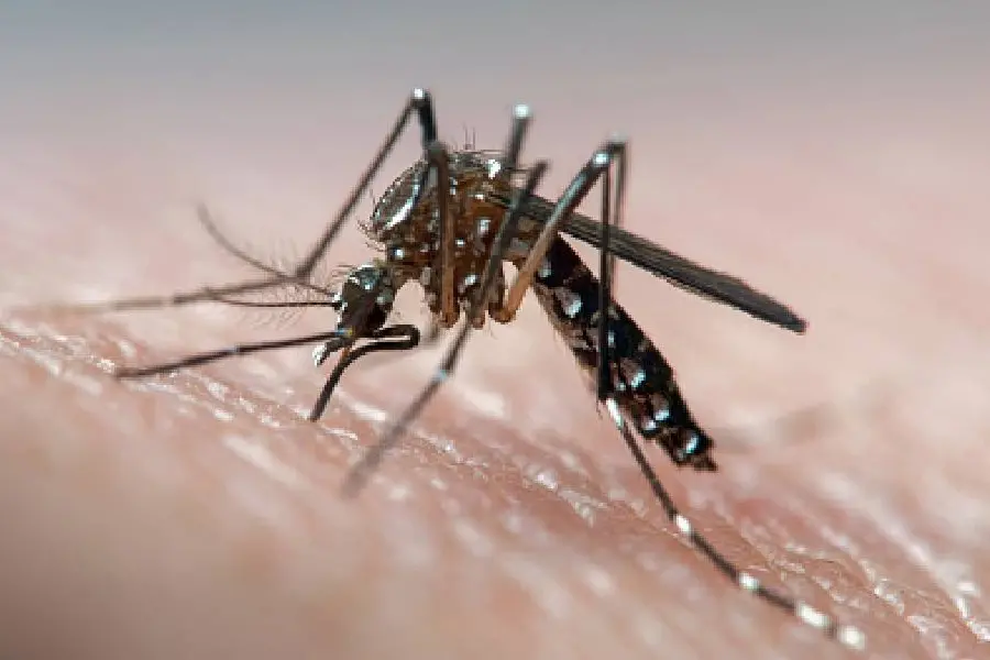 Kerala reports 3 more Zika virus cases, tally touches 51