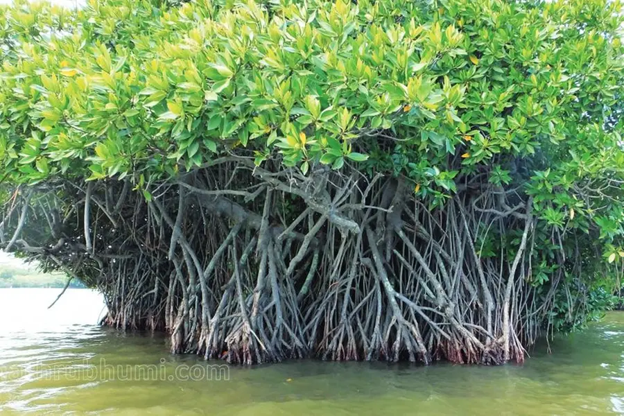 Govt to take over mangrove forests in private lands