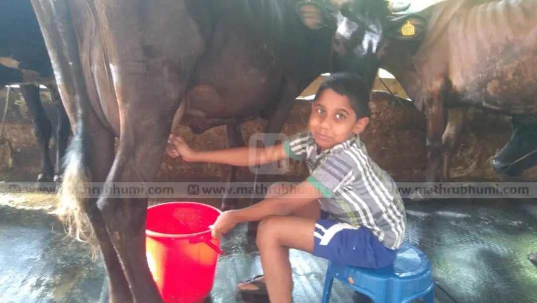 Alex milking cows