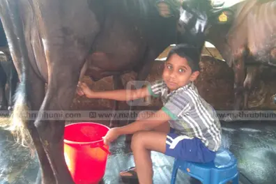 For 9-yr-old Alex, milking 2 big cows is a passion; wishes to become vet doctor