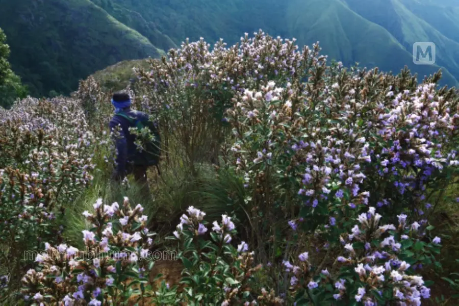 Neelanurinkji flowers blossom in Idukki's Shantanpara Shalom Hills after 12 years