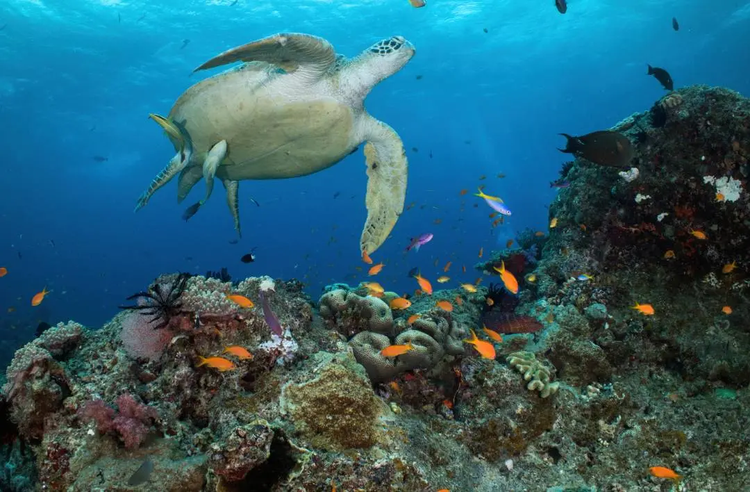 Great Barrier Reef | Photo: AP