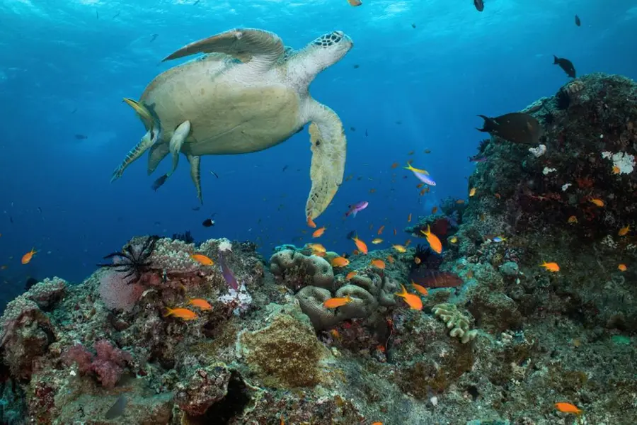 Australia introduces billion-dollar package for Great Barrier Reef protection