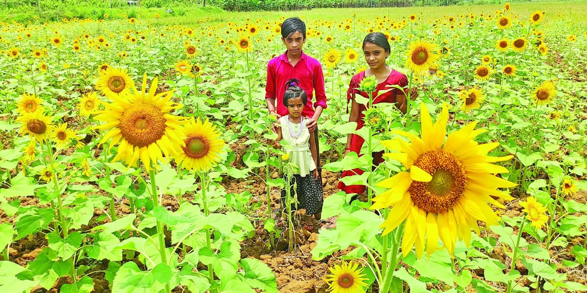 A view from Mathoorkulangara Sunil's sunflower farm