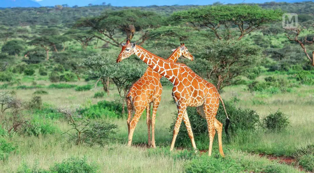 Somali giraffes at Samburu National Reserve | Photo: Moses John Enoch