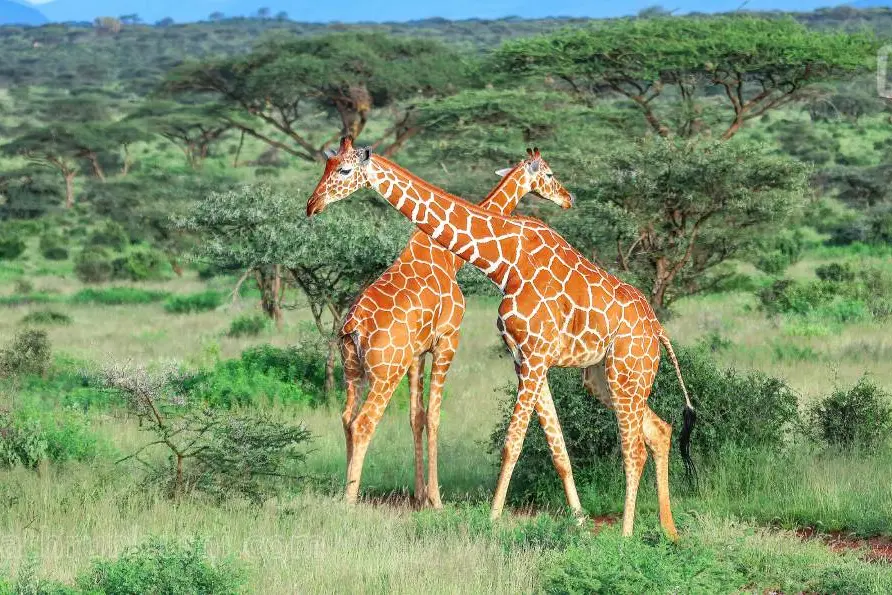 Kenyan wildlife waits for Indian tourists by easing travel rules