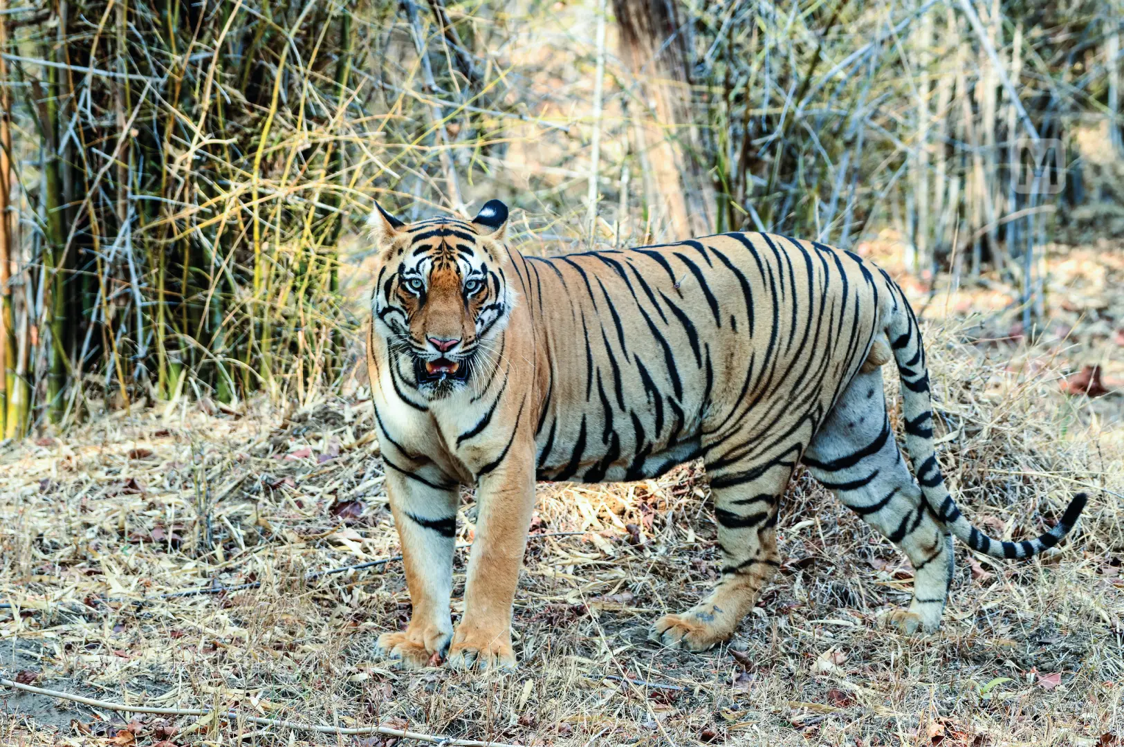 Tiger | Photo: N A Naseer | Mathrubhumi