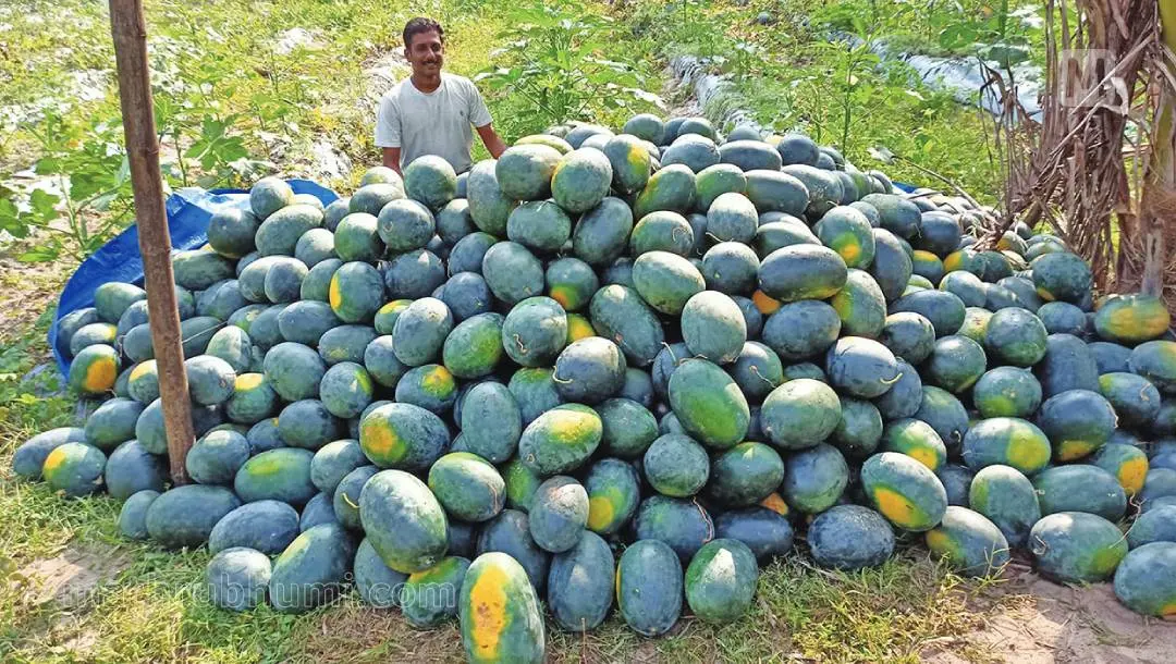 Watermelon piled up for sale at the farm of VR Nishad in SL Puram | Photo: Mathrubhumi