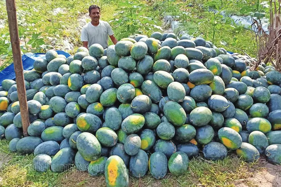 Watermelon fetches Rs 25 per kg; farmers happy for good yield