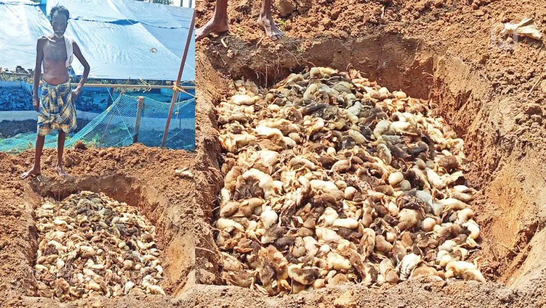 Dead ducks being buried in Kuttanad | Photo: Mathrubhumi