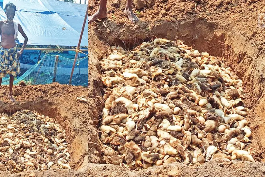 Bird flu confirmed in Alappuzha, Kottayam districts: Forest Minister K Raju