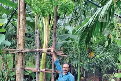 12-ft-tall yam plant pulls crowd in Kasaragod; farmer tries to bag world record