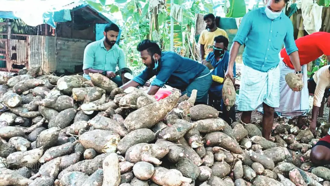 DYFI workers preparing for free distribution of tapioca in Kalikavu