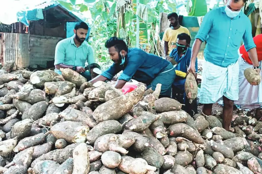 Tapioca becomes popular food during 2nd wave replacing jackfruit