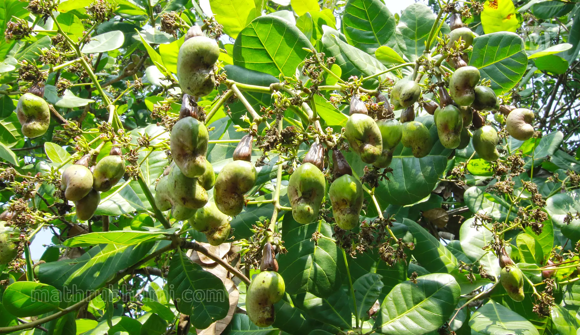 Cashew plants at Aralam farm | Photo: Latheesh Poovathur | Mathrubhumi