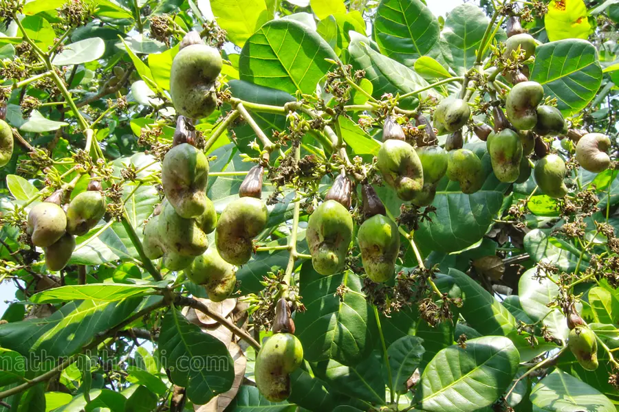 Dropping price of cashew nut puts farmers in crisis