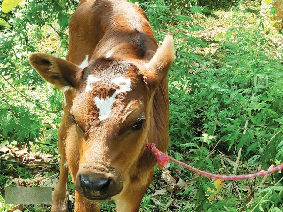 Calf born with a mark similar to Milma logo on forehead
