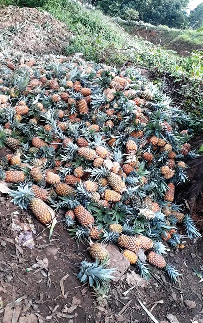 Pineapple dumped at Vazhakkulam market