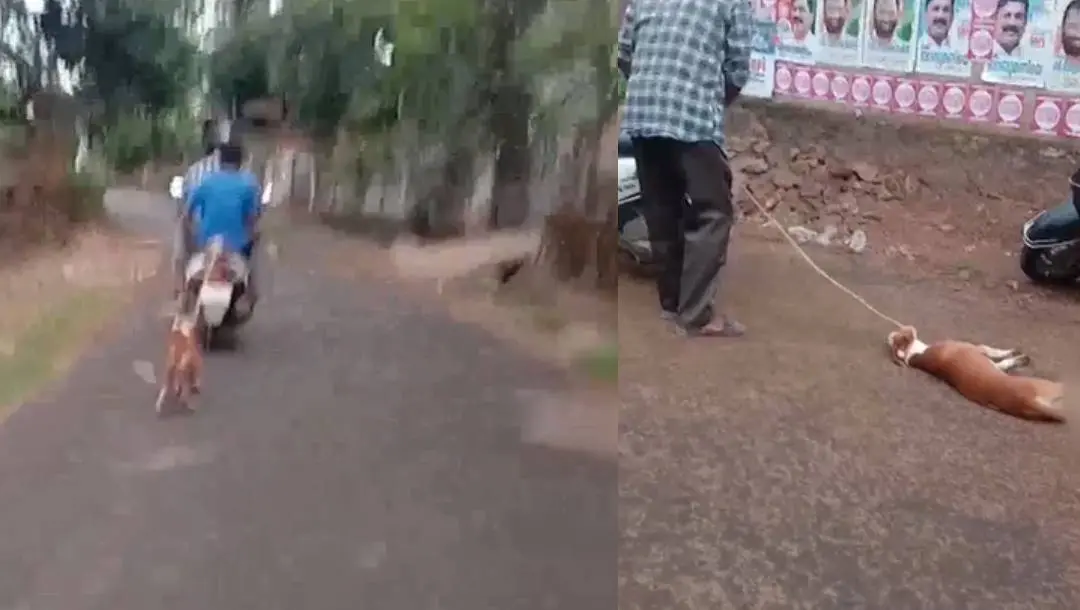 Dog being dragged along the road | Screengrab: Mathrubhumi News