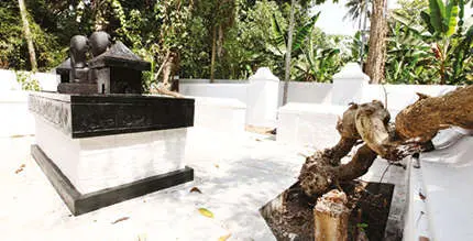 Stub of trees remaining after renovation works of Sugathakumari's ancestral house | photo: K Aboobackar
