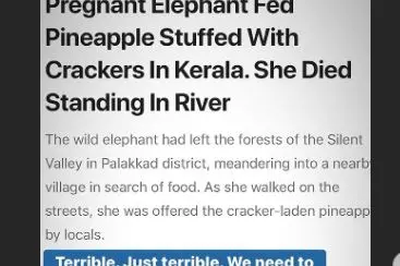 Bollywood wants stricter laws after brutal death of pregnant elephant in Kerala