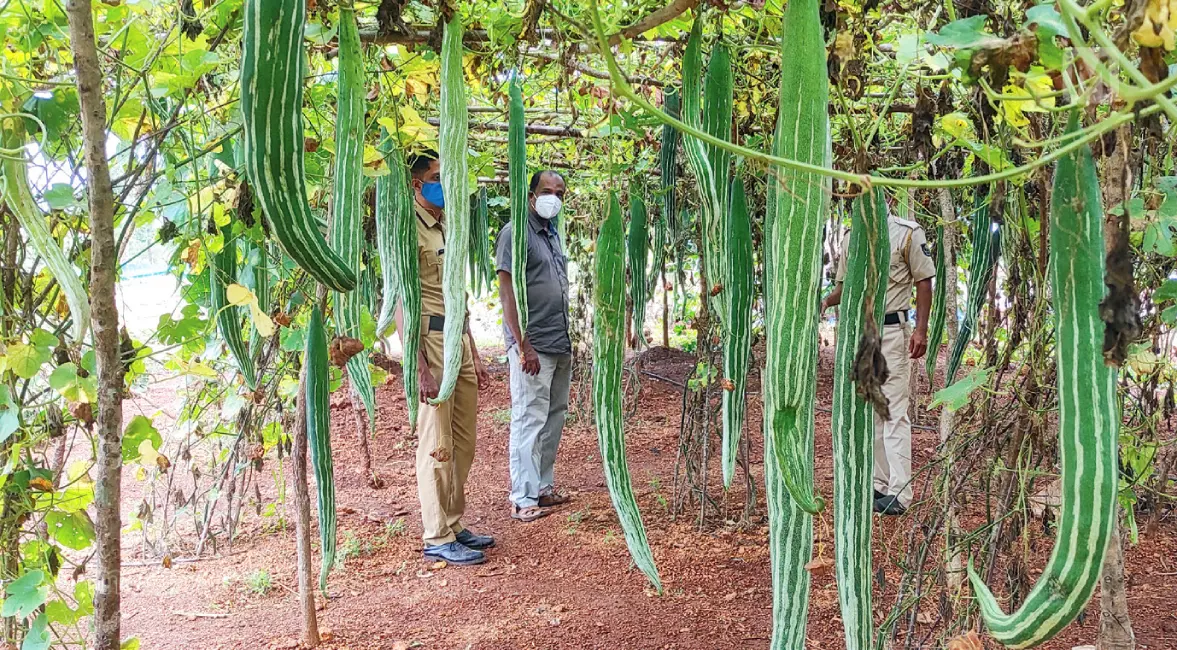 Vegetable farm in Cheemeni open prison