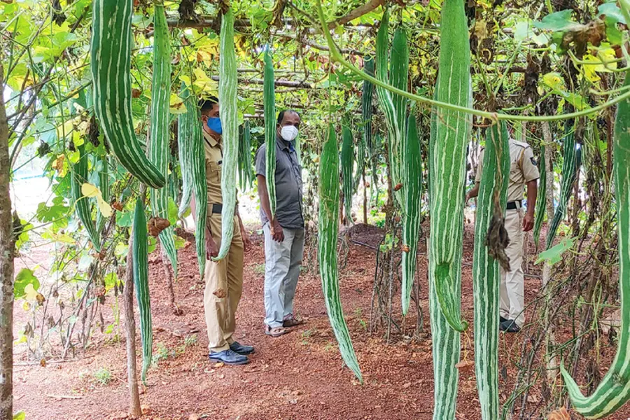 Cheemeni Open Prison earns over Rs 4 lakh through vegetable seed production