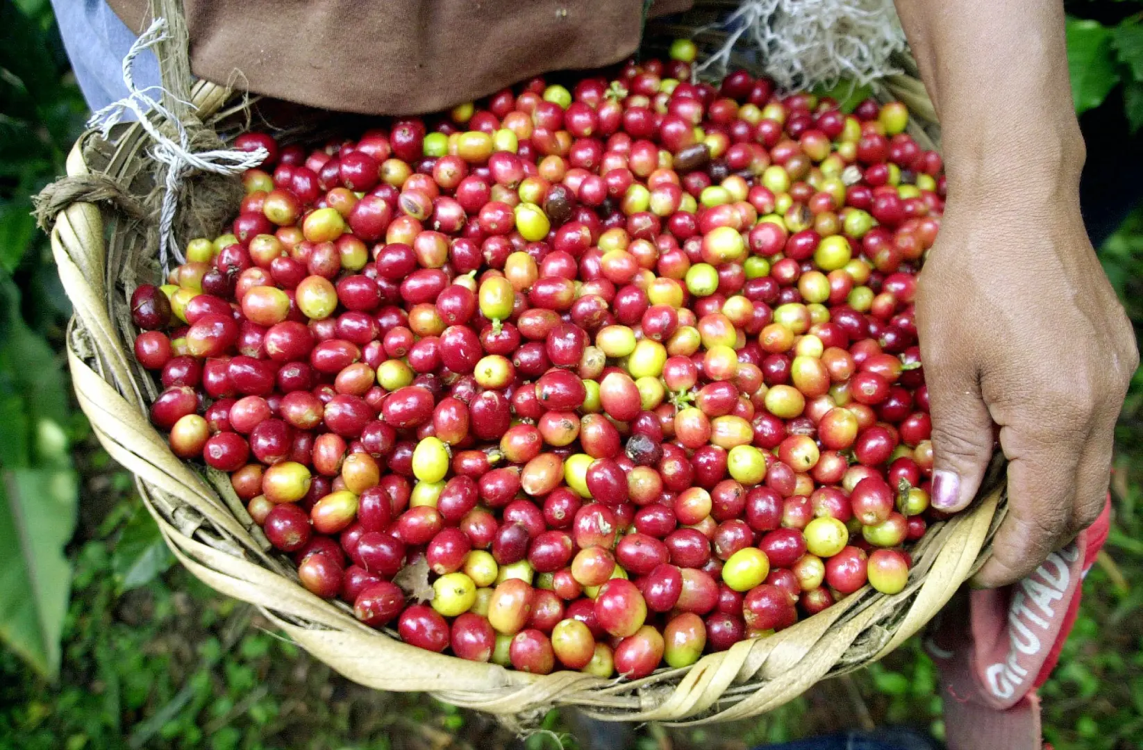 Coffee beans | Photo: AP