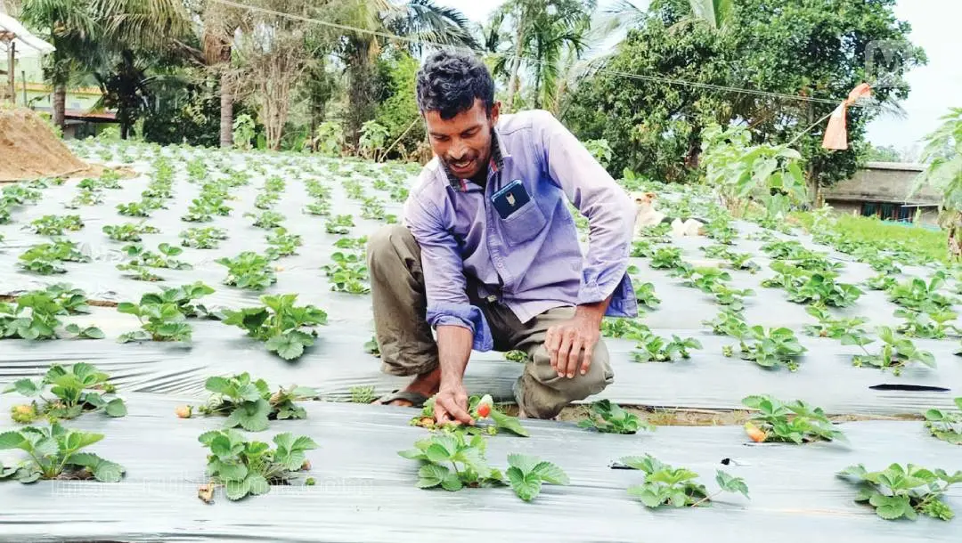 Strawberry farm in Kanthalloor | Photo: Mathrubhumi