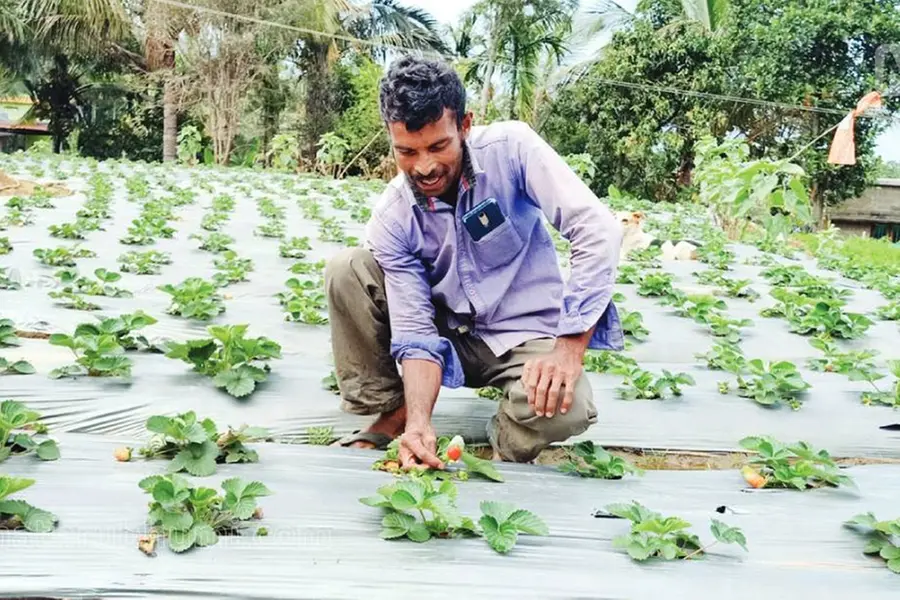 Farmers in Kanthalloor excited as strawberry fetches Rs 500 per kg