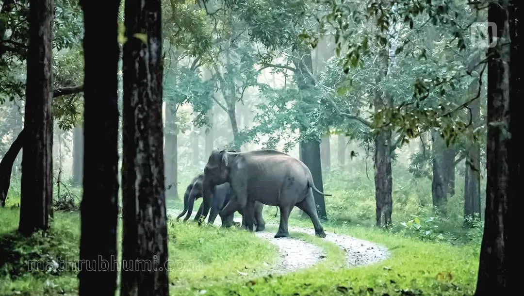 Wayanad Wildlife Sanctuary | Photo: Mathrubhumi
