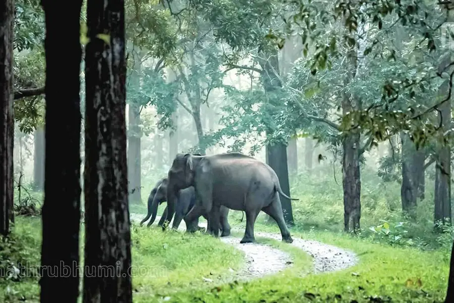 Area surrounding Wayanad Wildlife Sanctuary declared Eco-Sensitive Zone