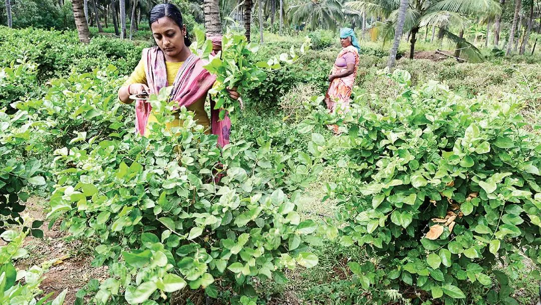 Jasmine flowers dried in Vadakarapathy