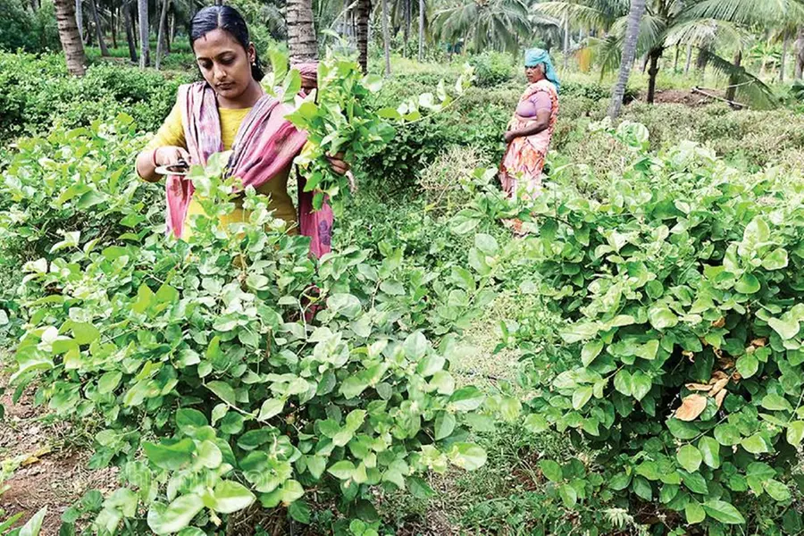 Jasmine price touches Rs 2500 per kg but production remains low due to climate change