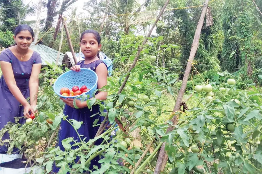 Sisters cultivate vegetables on roadside in Alappuzha; get stunning yield