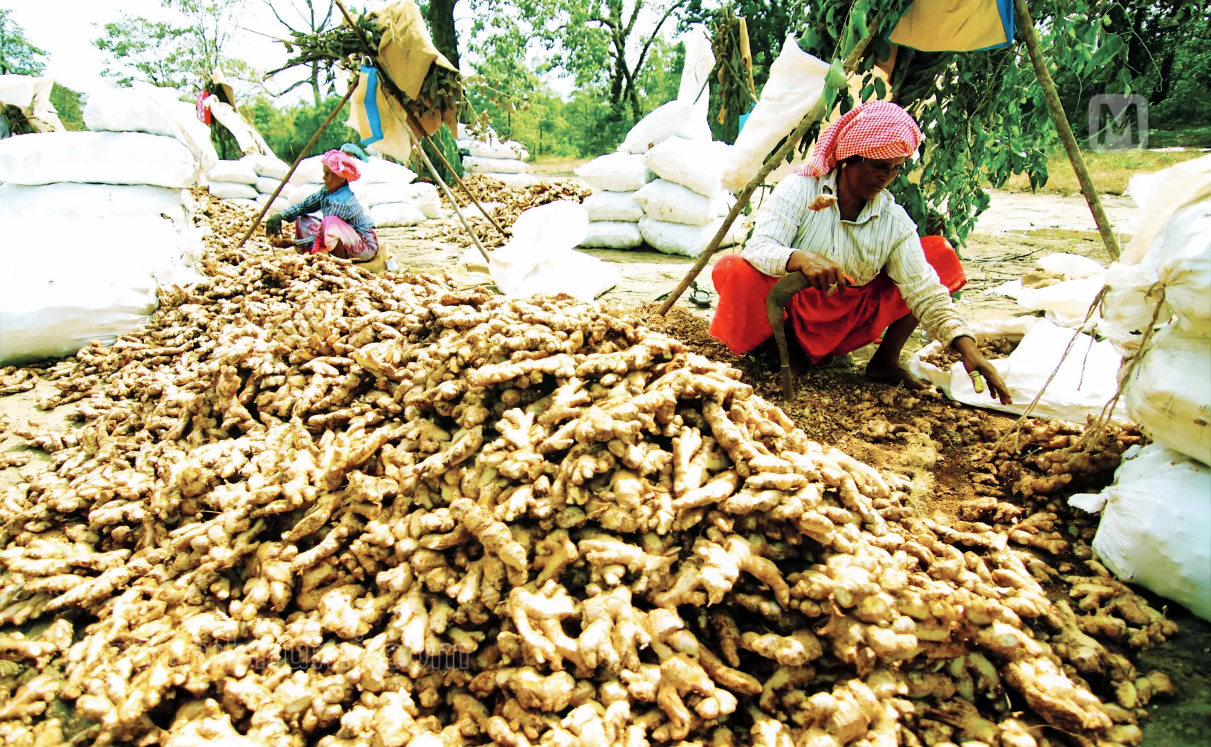 Wome workers peeling ginger