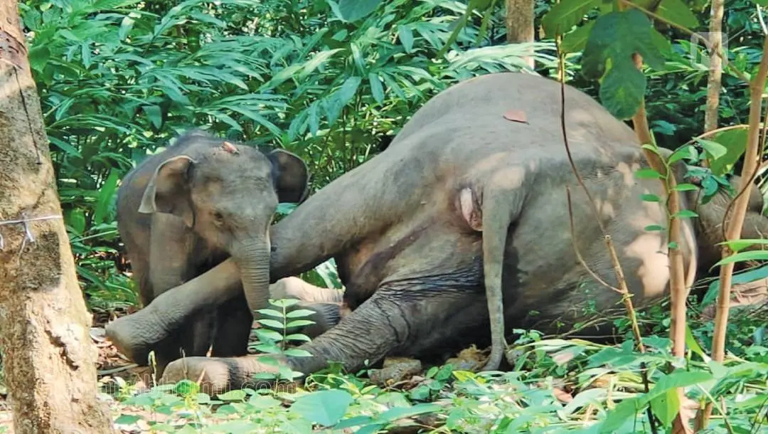 Elephant calf seen near its dead mother at Kallar | Photo: Mathrubhumi
