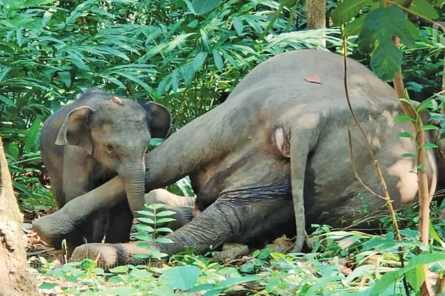 Wild elephant death in Vithura: One arrested